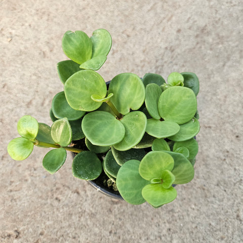 Peperomia hope