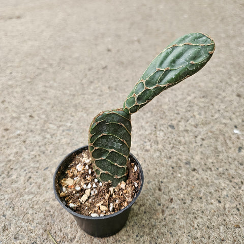 Opuntia reticulata 'Cobra'