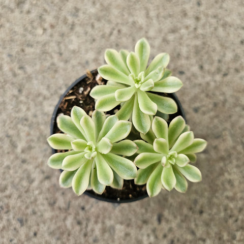 Sedum 'Joyce tulloch' variegata