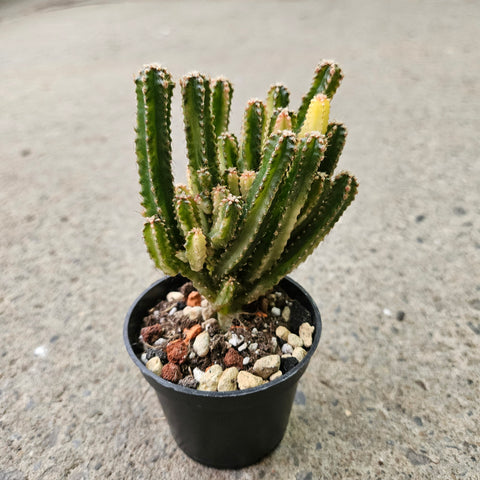 Acanthocereus Tetragonus Variegata