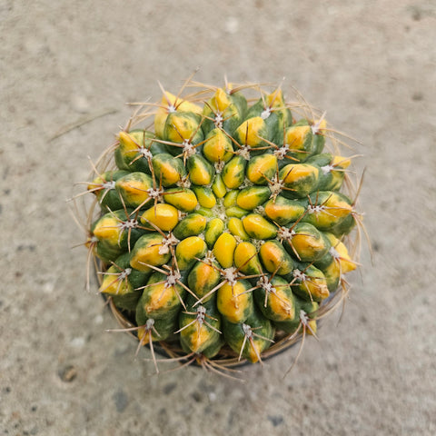 Gymnocalycium baldianum f. variegata