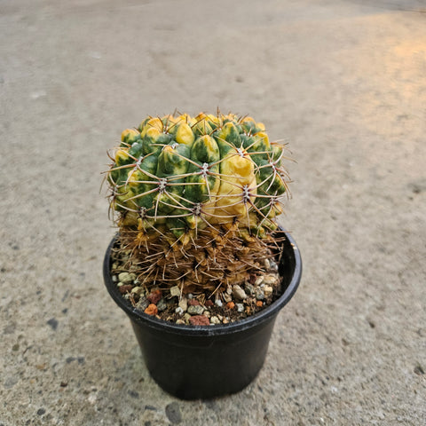 Gymnocalycium baldianum f. variegata