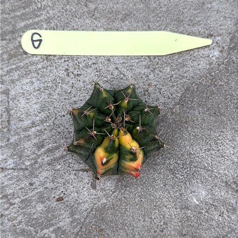 Gymnocalycium mihanovichii f. variegata (Gros)