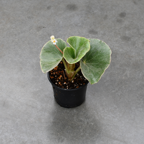 Begonia Venosa 