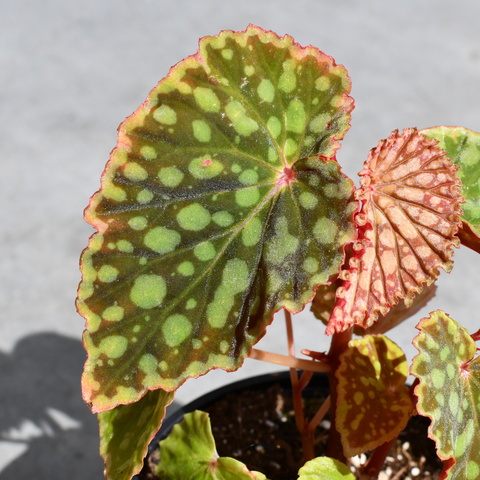 Begonia chlorasticha 'Red Form'