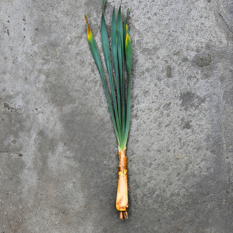 Boophone haemanthoides