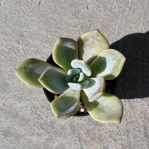 Echeveria 'Lilac Wonder'