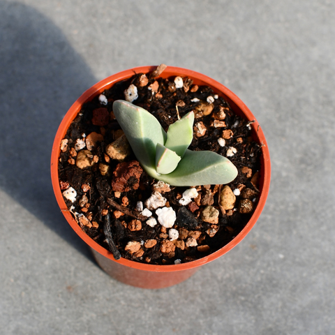 Schwantesia ruedebuschii