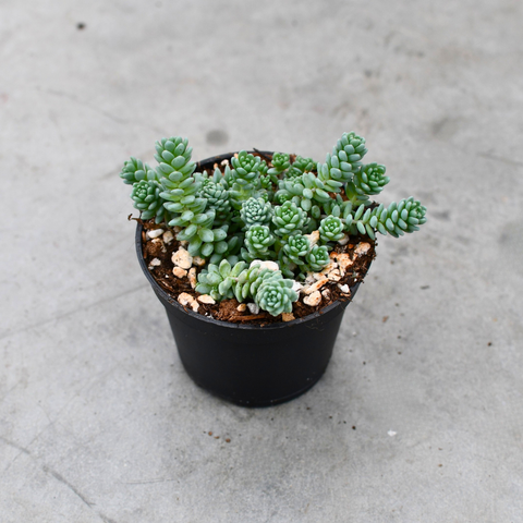 Sedum dasyphyllum ''Minor''