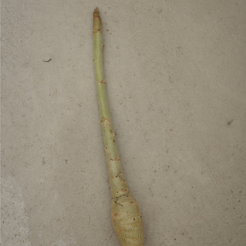 Jatropha spicata