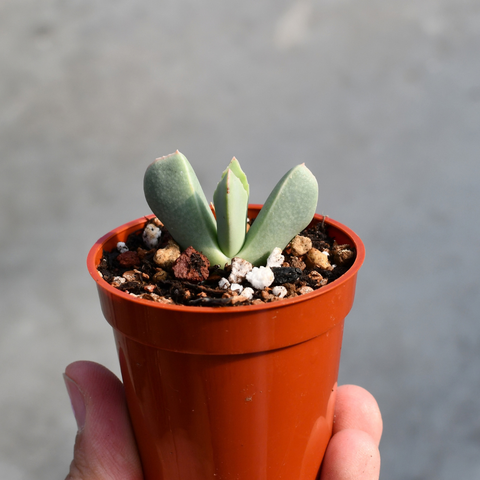 Schwantesia ruedebuschii