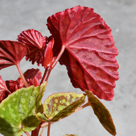 Begonia chlorasticha 'Red Form'