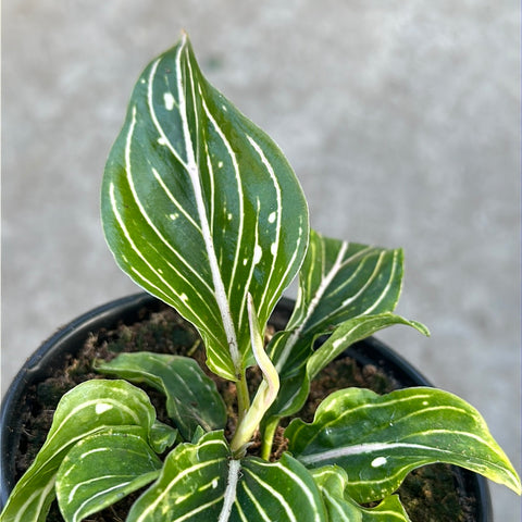 aglaonema rotundum for sale Aglaonema rotundum – Serres Lavoie