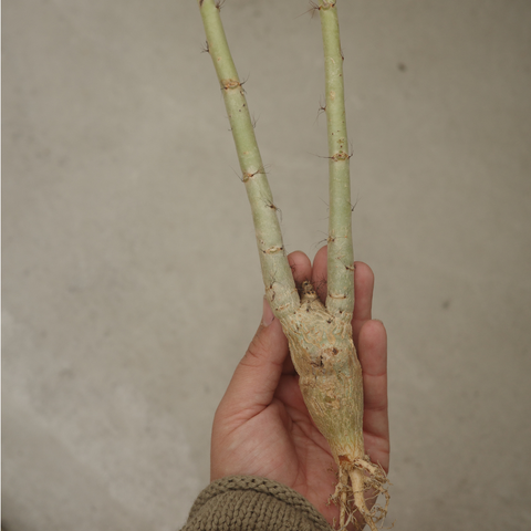 Jatropha spicata