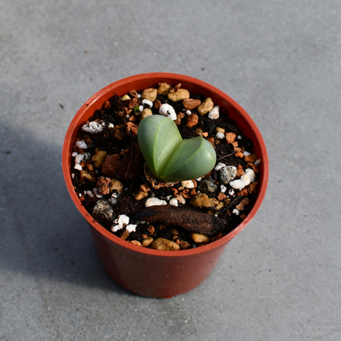 Argyroderma congregatum
