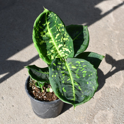 Dieffenbachia 'Reflector'