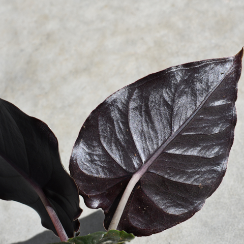 Alocasia 'Infernalis'