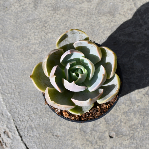 Echeveria 'Lotus'