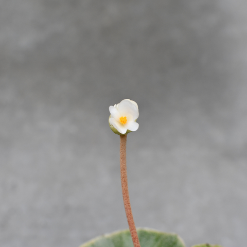 Begonia Venosa 