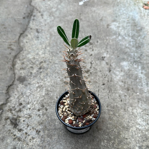 Pachypodium rosulatum cactipes