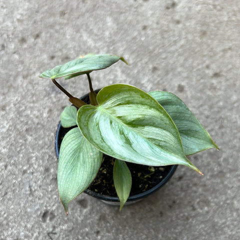 philodendron sodiroi aff care Philodendron sodiroi – Serres Lavoie