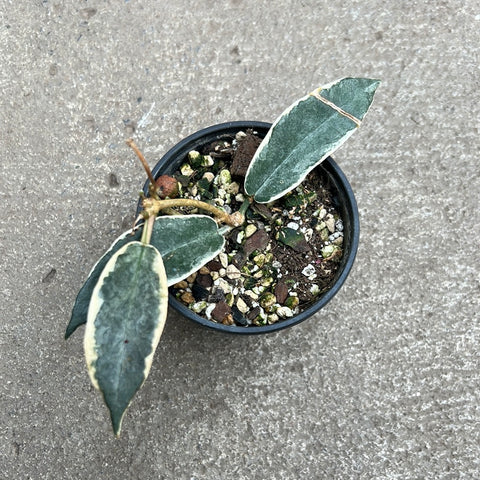 Hoya archboldiana albomarginata