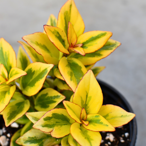 Nematanthus gregarius 'Aurora Gold'