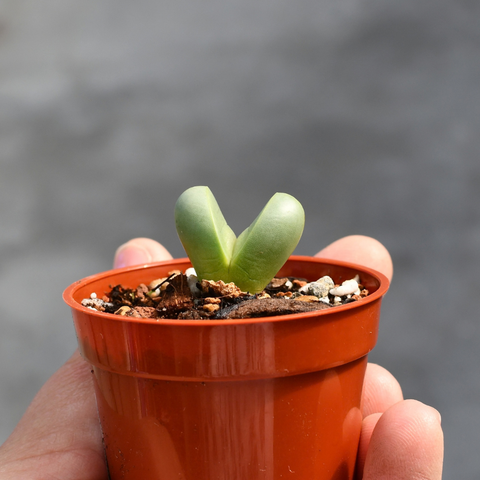 Argyroderma congregatum