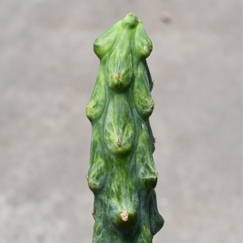 Myrtillocactus geometrizans cv. Fukurokuryuzinboku variegata