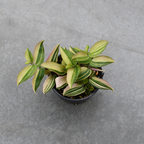 Tradescantia 'Bunny Bellies' variegated
