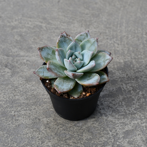 Echeveria 'Blue Bird'