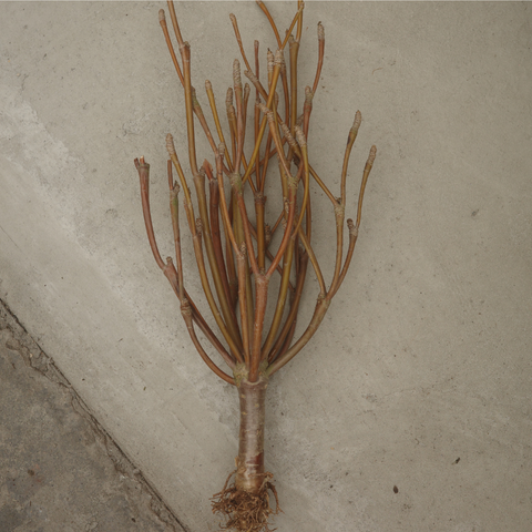 Euphorbia bongolavensis