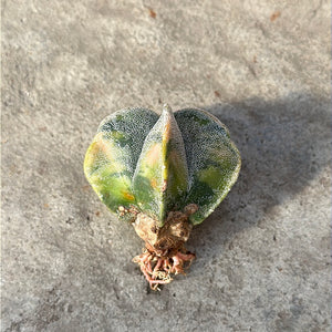 Ouvrir l&#39;image dans le diaporama, Astrophytum myriostigma variegata
