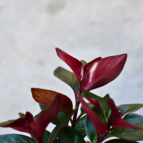 Nematanthus gregarius 'Koi Red'