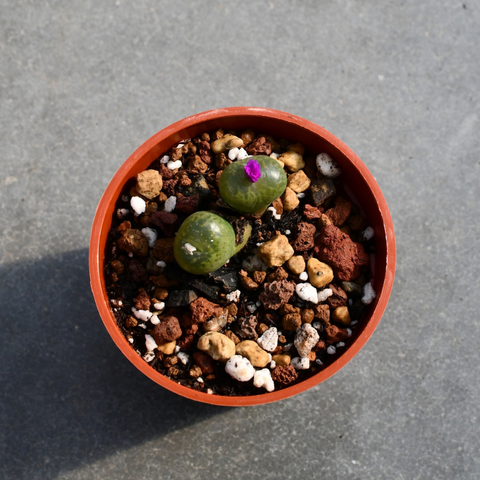 Conophytum pellucidum