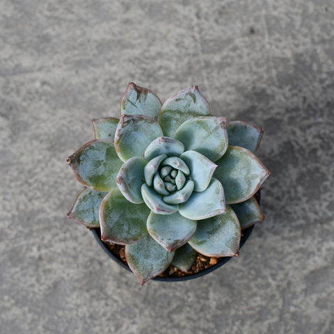Echeveria 'Blue Bird'