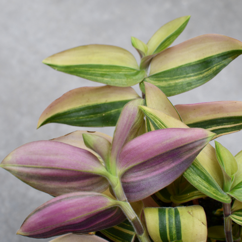 Tradescantia 'Bunny Bellies' variegata