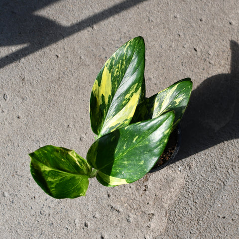 Monstera Standleyana 'albo' variegata