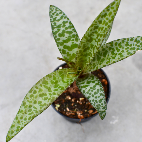 Ledebouria socialis