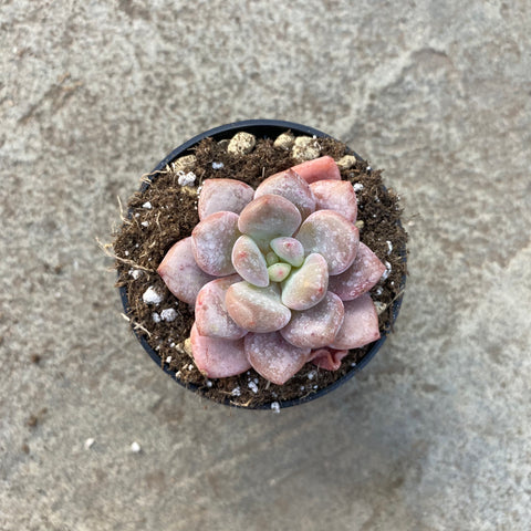 Pachyphytum 'Egret' (Egret)