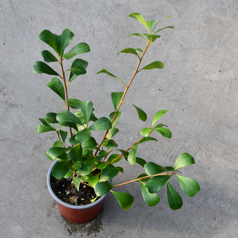 Ficus lingua