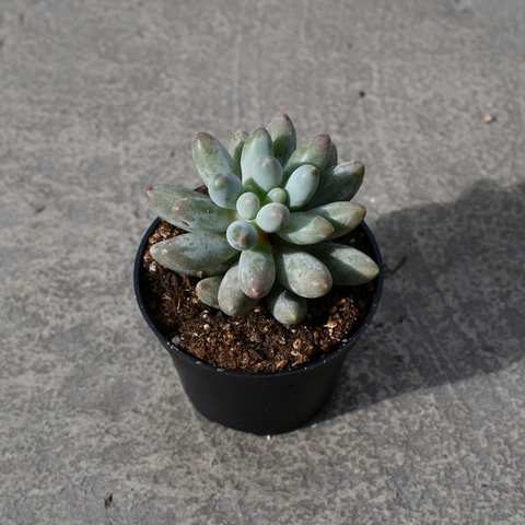 Pachyphytum 'Macho'