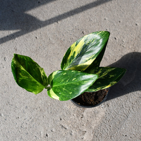 Monstera Standleyana 'albo' variegata