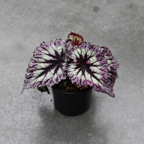 Begonia rex  'Fireworks'