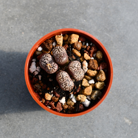 Conophytum pellucidum