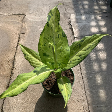 Dieffenbachia Camouflage