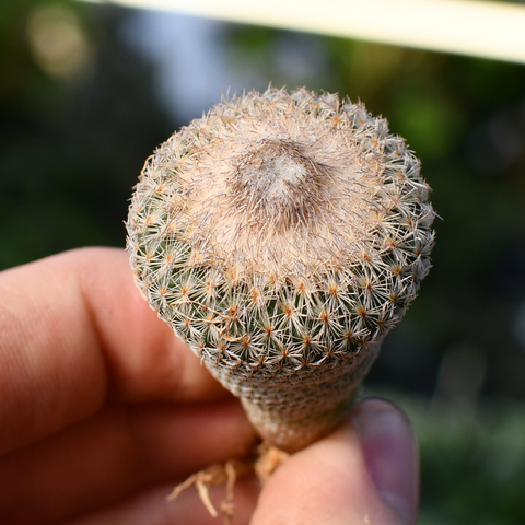 Epithelantha micromeris