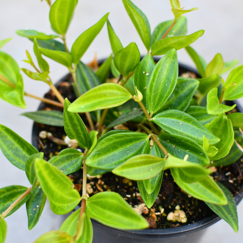 Peperomia 'angulata'