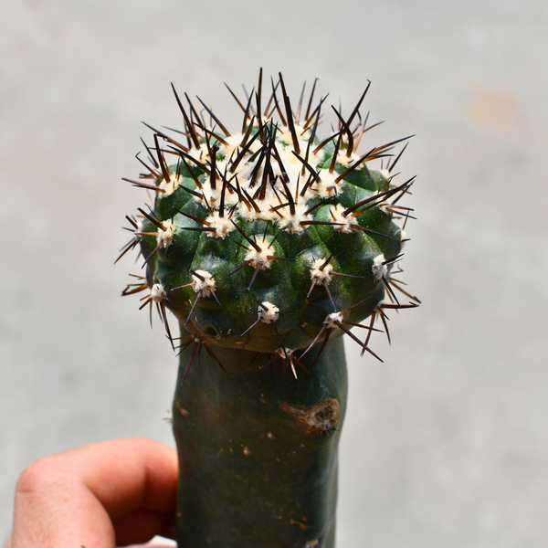 その他 Ozwrt Spirit of Copiapoa cinerea Copiapoa cinerea | Botanical Archive | Rare Grafted | Buy now From Us