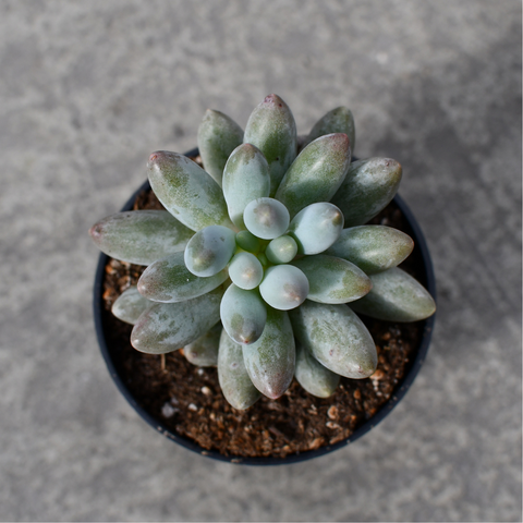 Pachyphytum 'Macho'